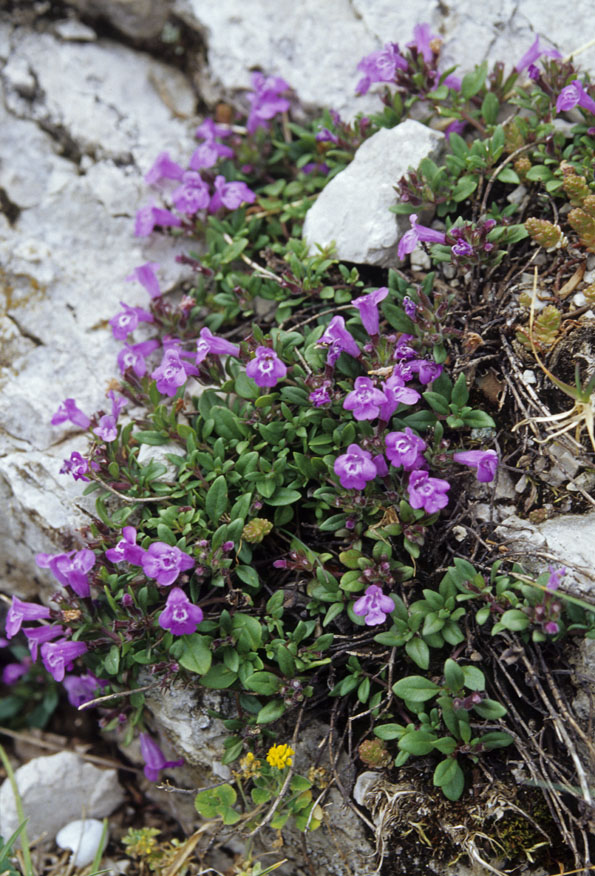 Ziziphora granatensis (=Acinos alpinus) / Acino alpino